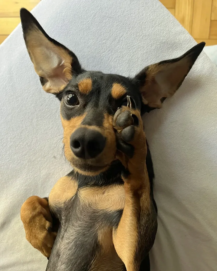 Inty panza arriba con la patita sobre la cara
